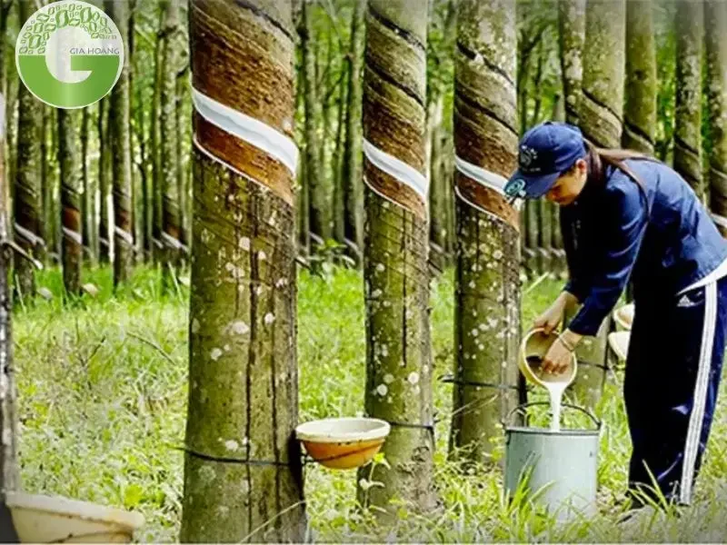 Quá trình xử lý nước thải cao su tạo ra một lượng bùn thải đáng kể từ bể lắng hóa lý và bể lắng sinh học Quá trình xử lý nước thải cao su tạo ra một lượng bùn thải đáng kể từ bể lắng hóa lý và bể lắng sinh học
