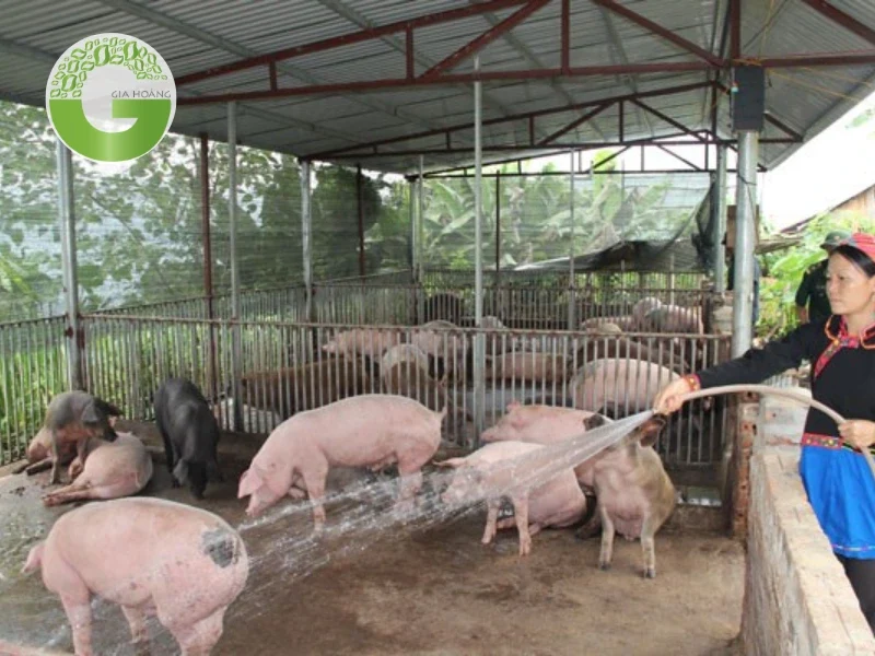 Các phương pháp xử lý nước thải chăn nuôi phổ biến và hiệu quả