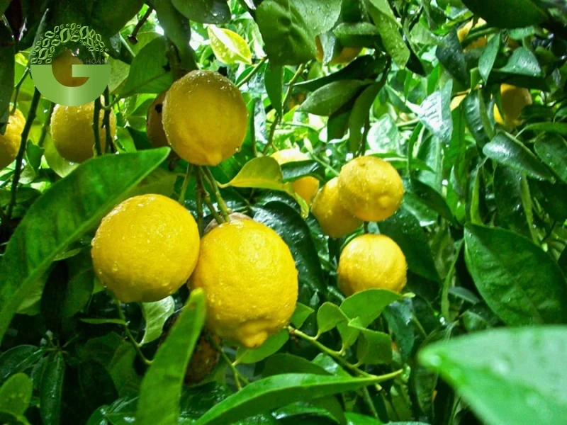 Các quả chanh tây trên cành
