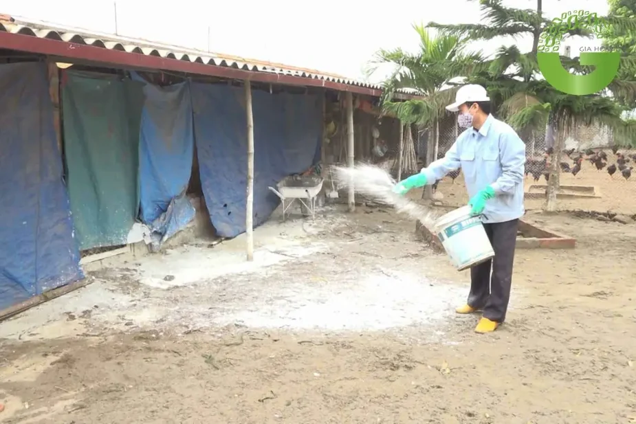 tác dụng của vôi bột trong chăn nuôi