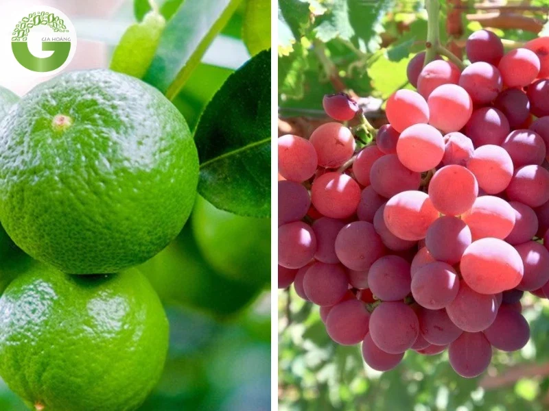  Nguồn gốc của axit citric và axit tartaric