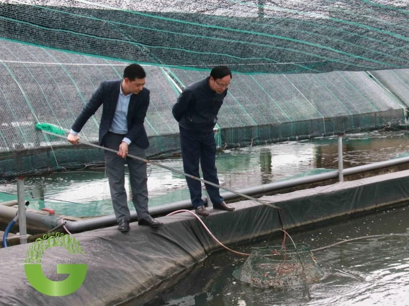 Hai nông dân đang kiểm tra tình trạng ốc trong bể nuôi sau khi sử dụng vôi canxi để điều chỉnh môi trường nước. Sử dụng vôi canxi là bước cần thiết để đảm bảo sự phát triển bền vững của ốc bươu đen.