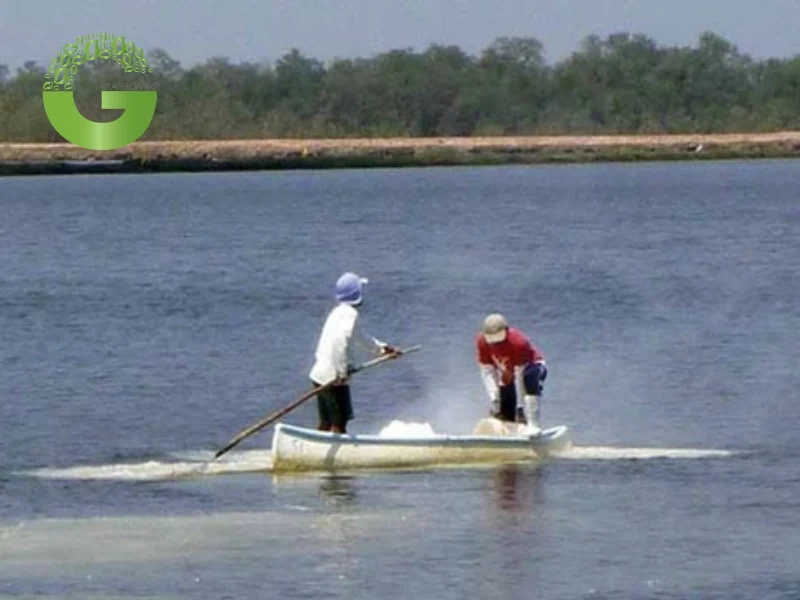 Lưu ý trong quá trình sử dụng vôi bột cho đáy ao