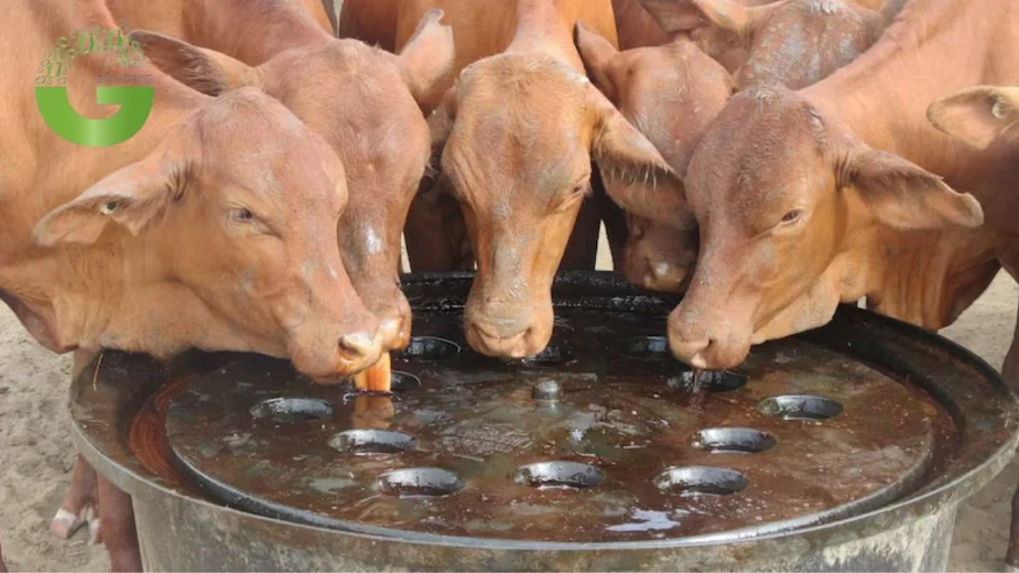 Mật rỉ đường trong chăn nuôi
