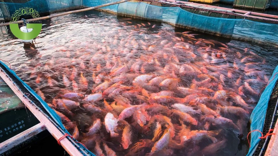 ảnh hưởng của pH