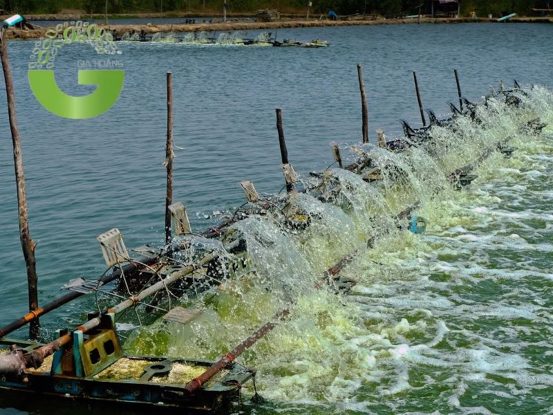 Những tiêu chuẩn màu nước của ao nuôi tôm