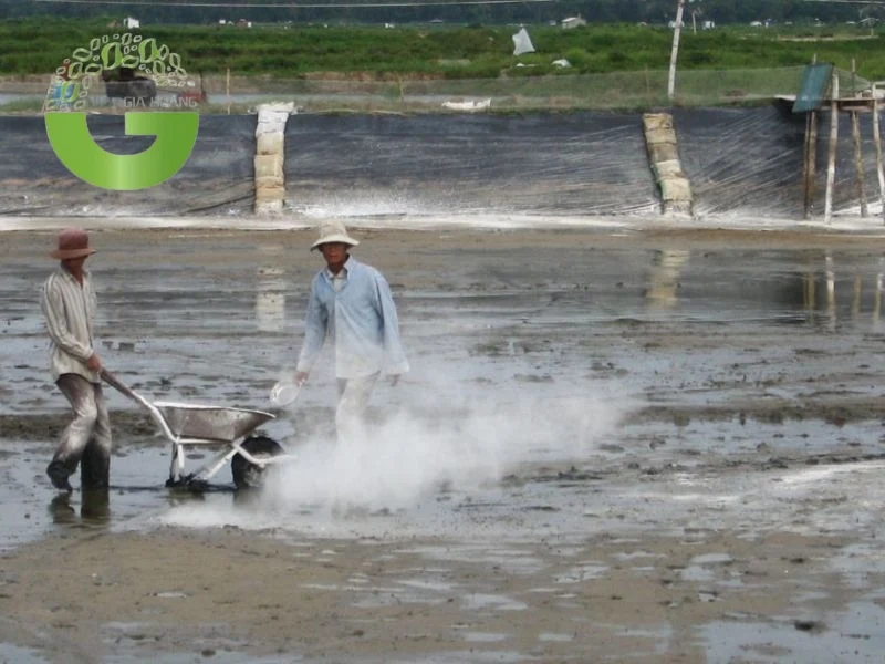 Quy trình xử lý nước nuôi tôm cơ bản