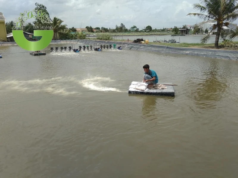 Sử dụng vôi tôi để trung hòa độ pH