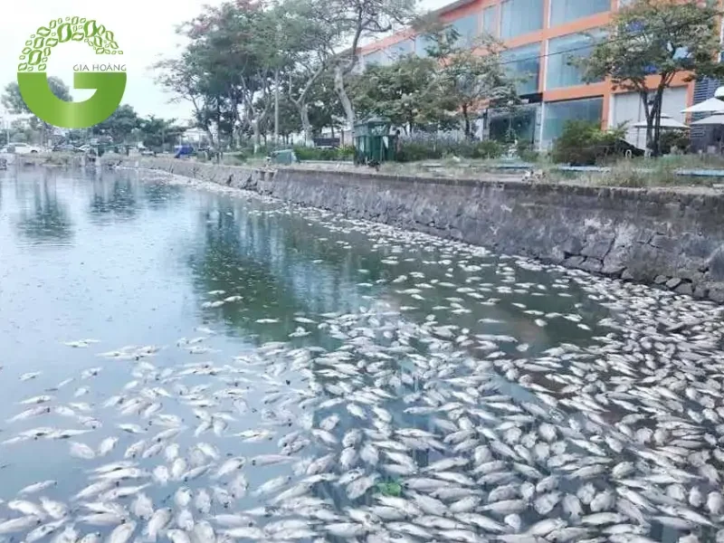 Tác Hại Của H2SO4 Đối Với Môi Trường Tác Hại Của H2SO4 Đối Với Môi Trường