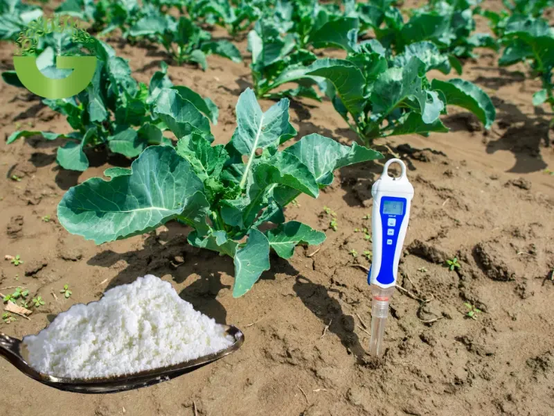 caoh2 được dùng để điều chỉnh độ ph trong nông nghiệp caoh2 được dùng để điều chỉnh độ ph trong nông nghiệp