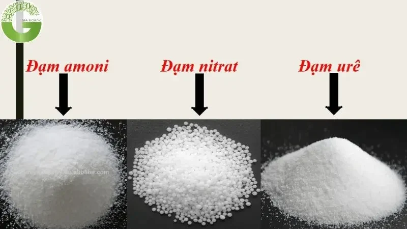 nh4 là cation hay anion