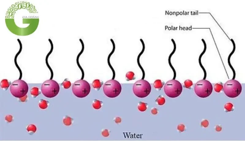 Chất Hoạt Động Bề Mặt Anion