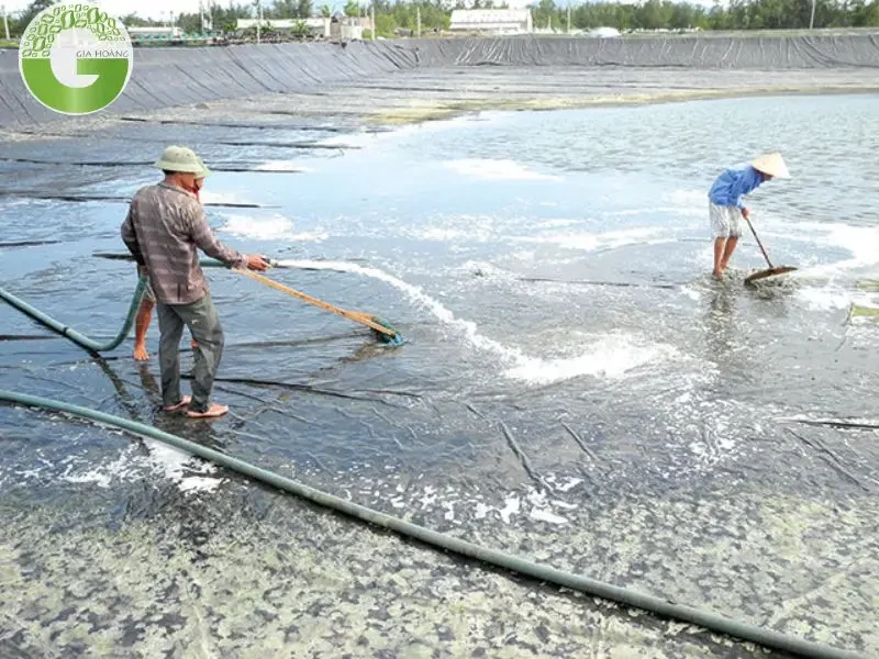 vôi tôi được sử dụng trong nuôi trồng thủy sản vôi tôi được sử dụng trong nuôi trồng thủy sản