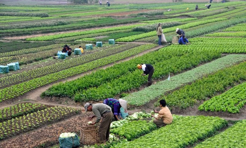Oxy già được dùng để khử trùng và diệt nấm gây bệnh trong nông nghiệp