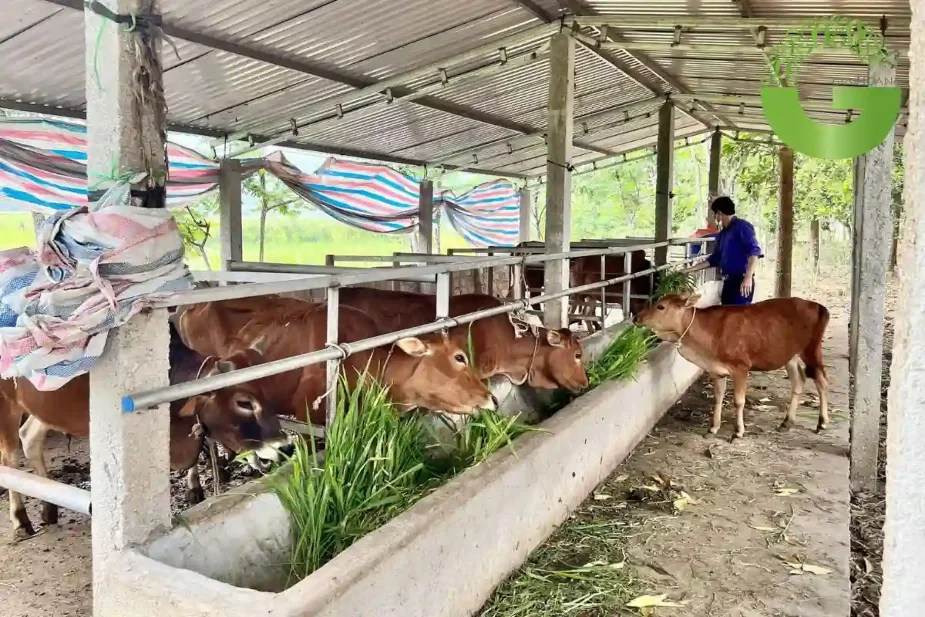 mật rỉ đường